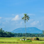 Kerala Hill Stations Guide: Munnar, Wayanad & Best Scenic Places