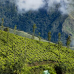 Kerala Monsoon Travel Guide 2026