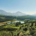 Kerala Tour Packages with Wildlife Safari