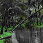 Best Kerala Tea Garden Tour Packages 2026