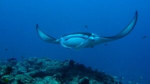 Manta Ray in Hanifaru Bay